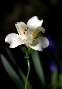 Flower Plant Flora Lily