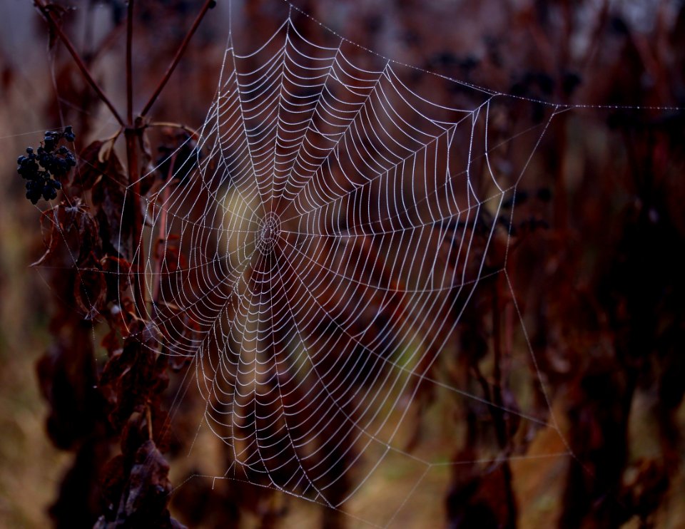 Spider Web Water Close Up Moisture