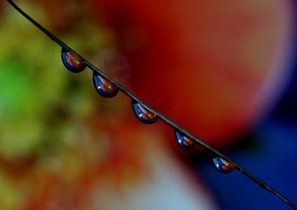 Water Drop Dew Close Up photo