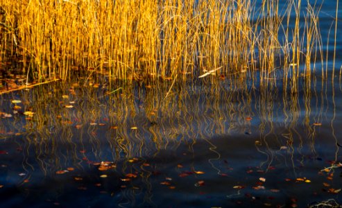Reflection Water Nature Wetland