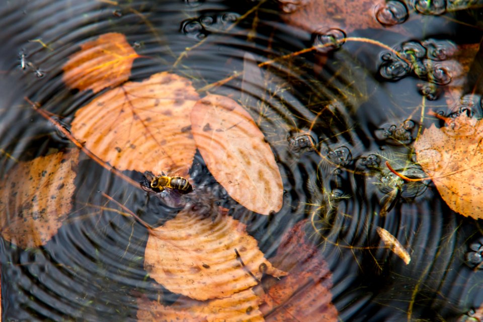 Water Wood Organism