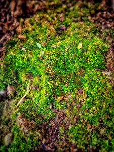 Shallow Focus Photo Of Green Moss photo