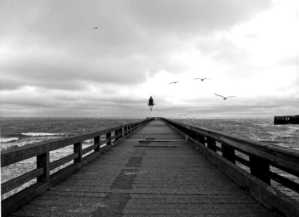 Greyscale Photography Of Birds Flying Above Dockway