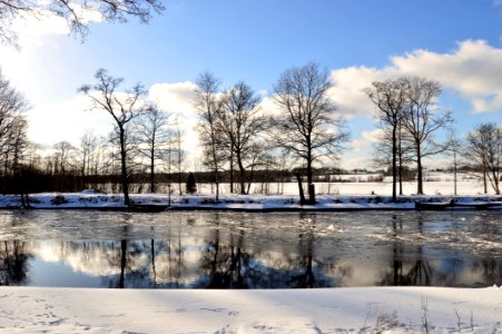 Brown Leafless Tree Along River photo