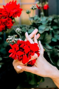 Red Petaled Flower In Between Two Person Hands