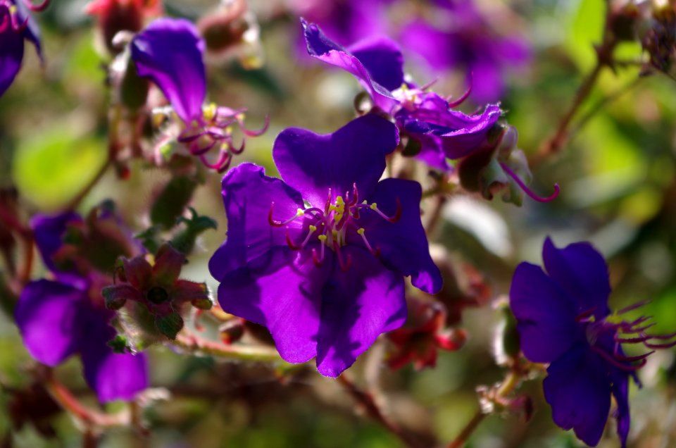 Flower Purple Plant Flowering Plant