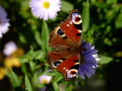 Butterfly Moths And Butterflies Insect Brush Footed Butterfly photo