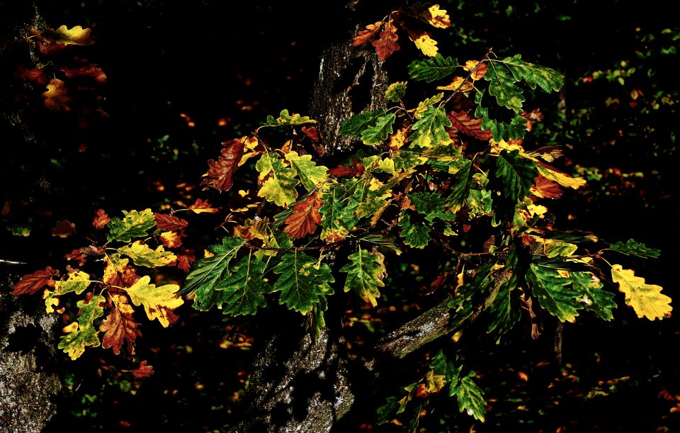 Plant Vegetation Tree Leaf