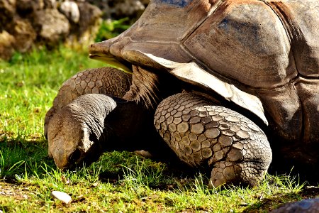 Tortoise Terrestrial Animal Turtle Fauna
