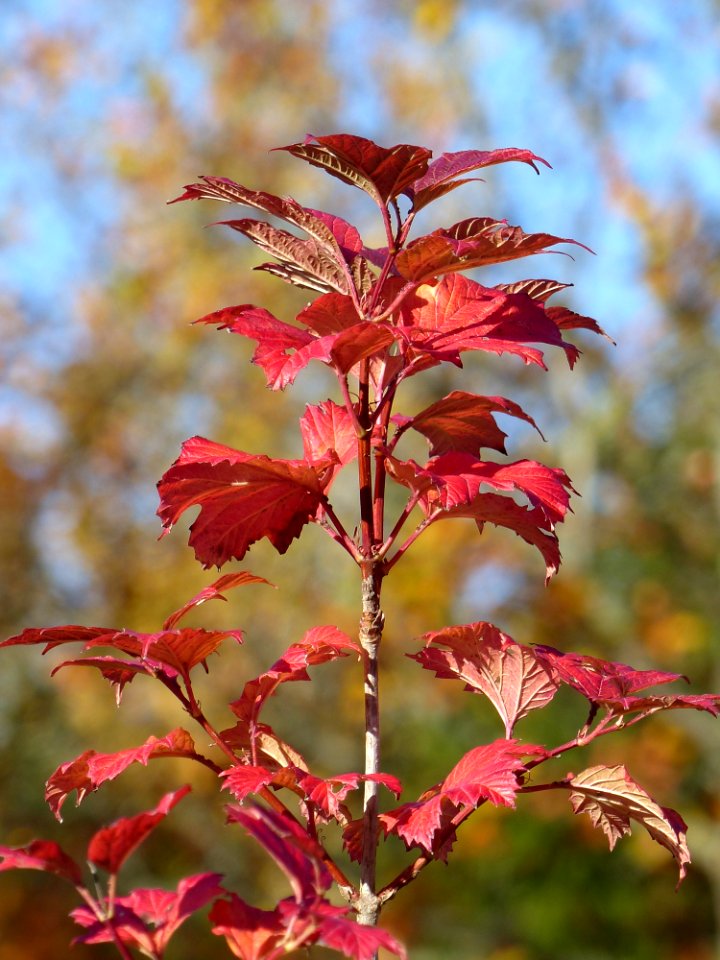 Plant Leaf Autumn Plant Stem