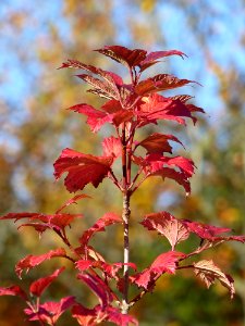 Plant Leaf Autumn Plant Stem