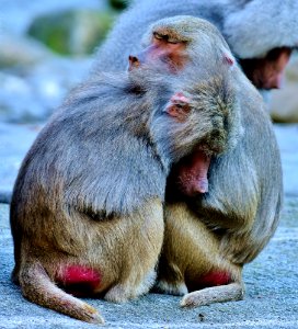 Macaque Mammal Fauna Old World Monkey photo