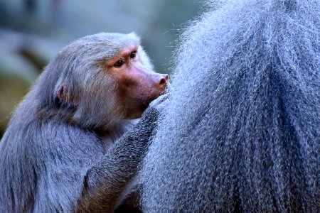 Mammal Macaque Fauna Primate photo