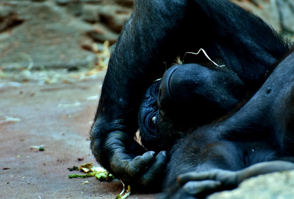 Great Ape Mammal Western Gorilla Fauna