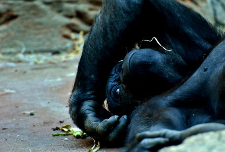 Great Ape Mammal Western Gorilla Fauna photo