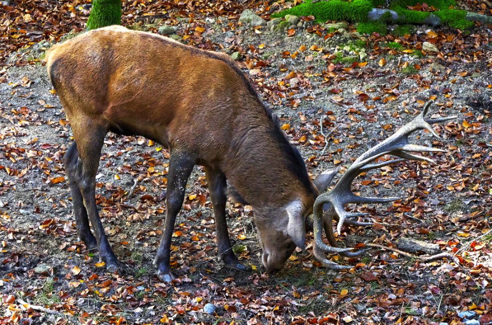 Wildlife Deer Fauna White Tailed Deer photo