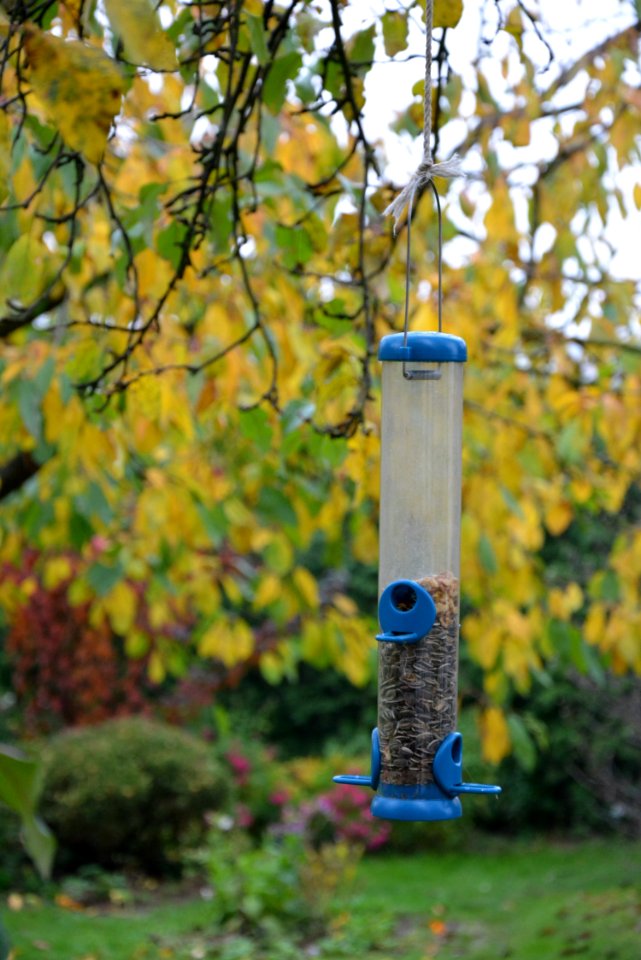 Bird Feeder Branch Tree Leaf