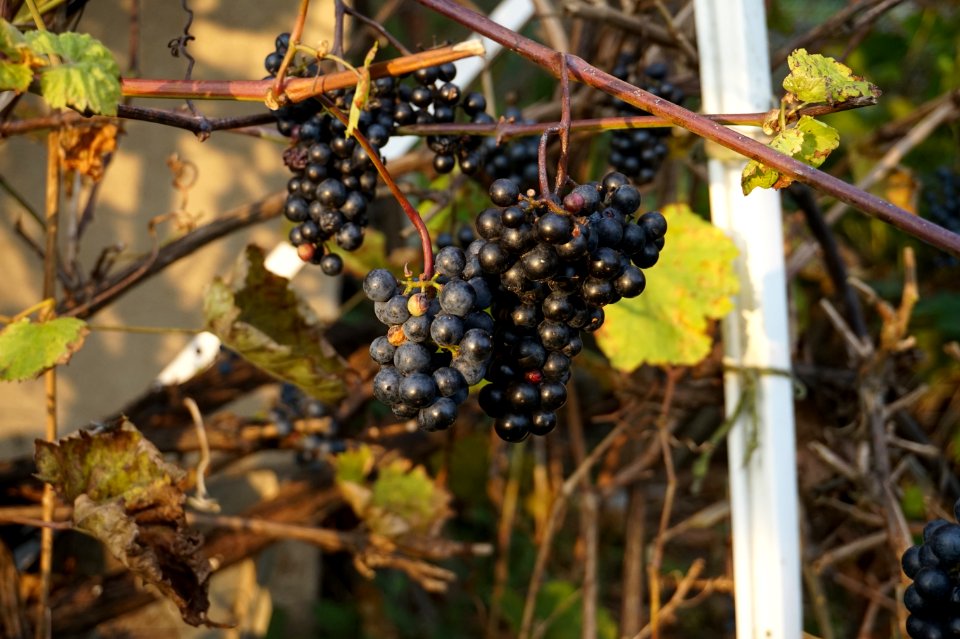 Grape Grapevine Family Fruit Plant