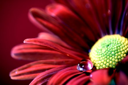 Flower Close Up Macro Photography Pollen