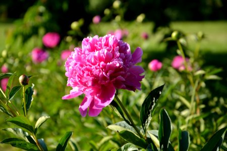 Flower Plant Pink Peony photo