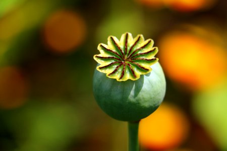 Flower Flora Close Up Macro Photography photo