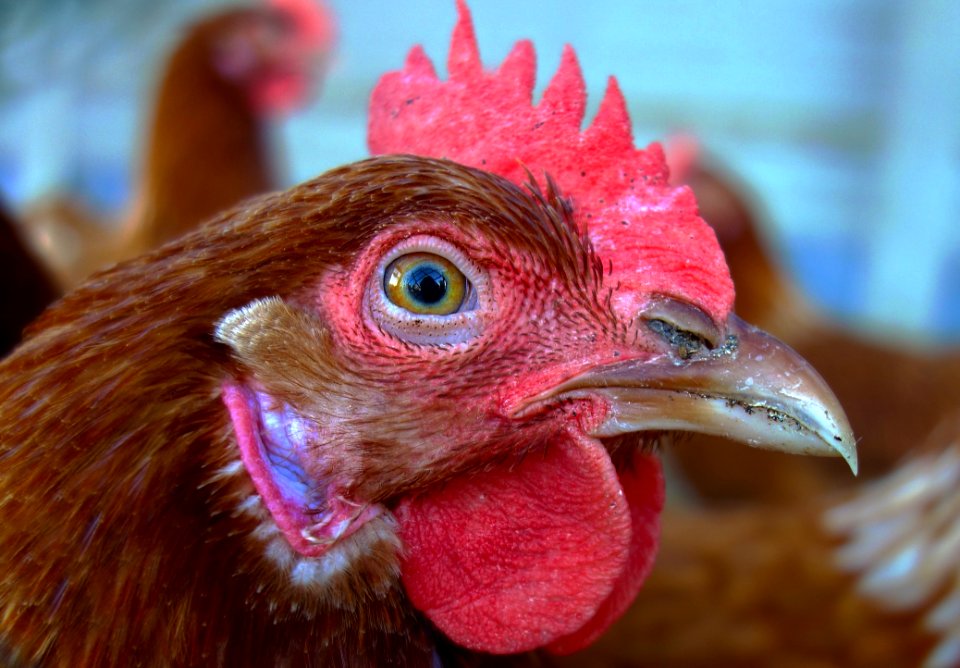 Chicken Beak Galliformes Bird
