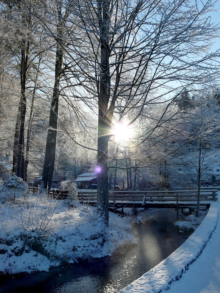 Wintry backlighting trees