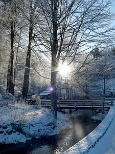 Wintry backlighting trees