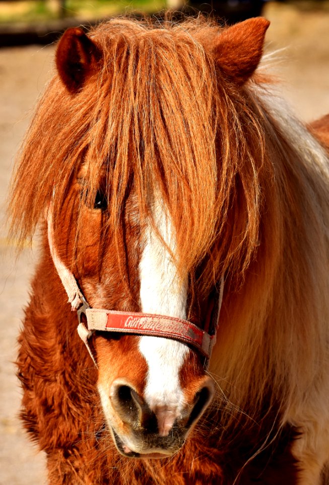 Horse Mane Bridle Horse Like Mammal