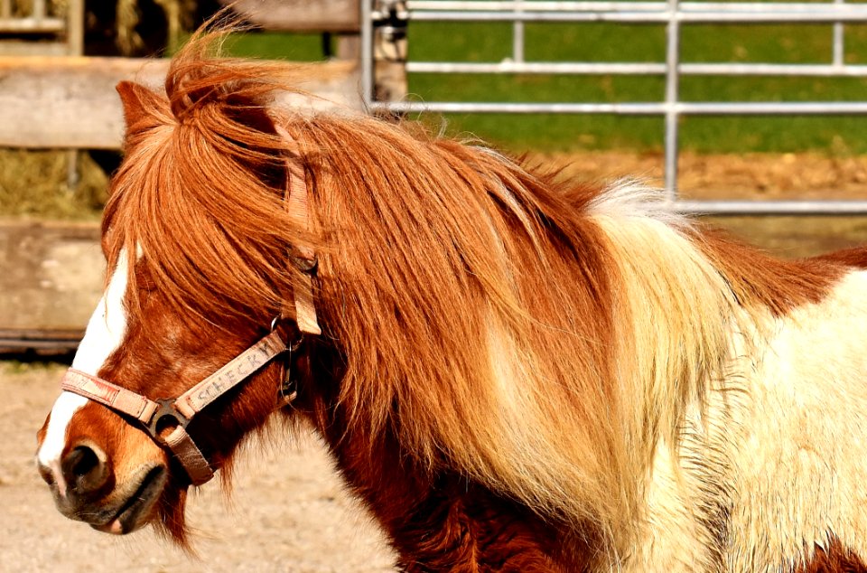 Horse Mane Bridle Horse Like Mammal