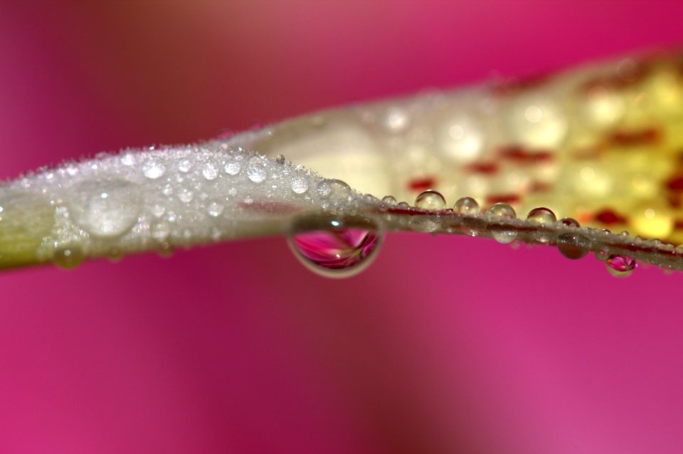 Water Pink Dew Macro Photography