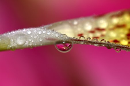 Water Pink Dew Macro Photography