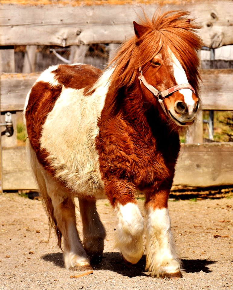 Horse Horse Like Mammal Mane Mare