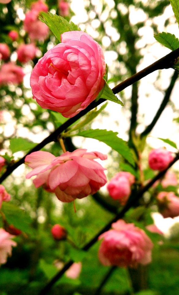 Flower Pink Rose Family Plant