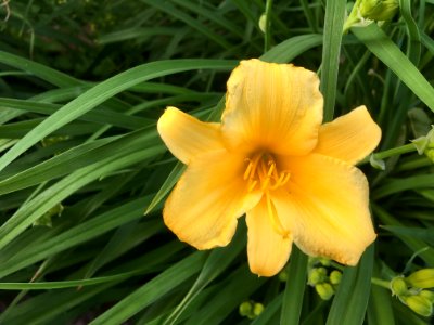 Yellow Daylily Flora Flower photo