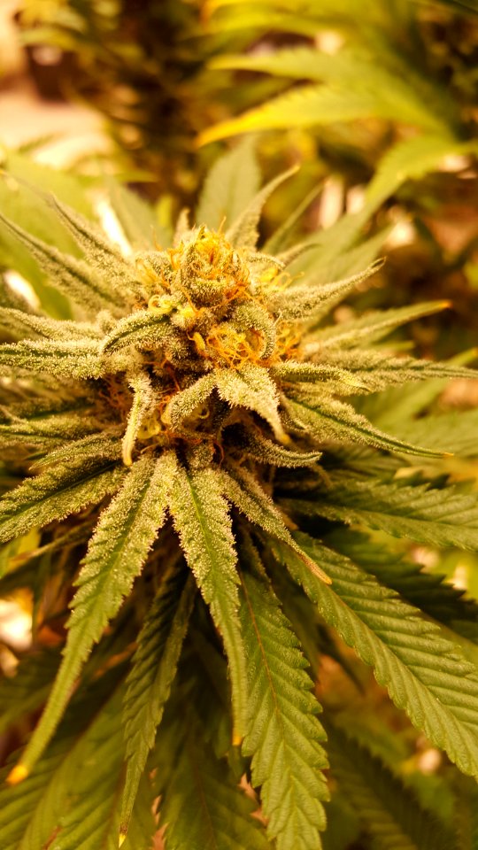 Plant Cannabis Hemp Family Close Up