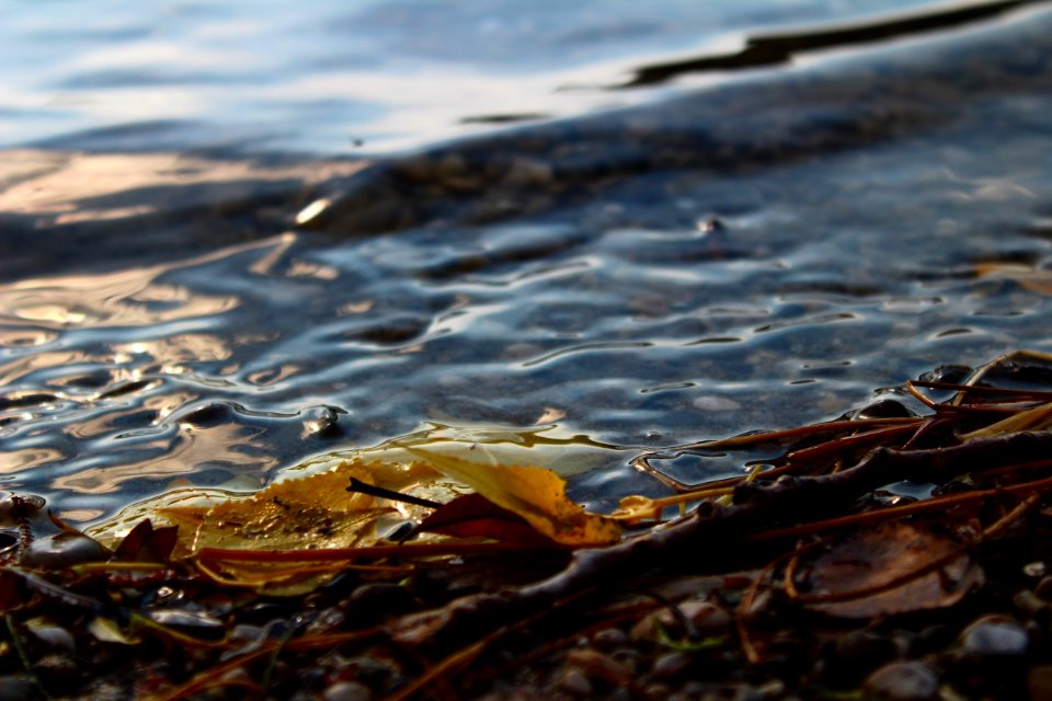 Water Shore Sea Wave