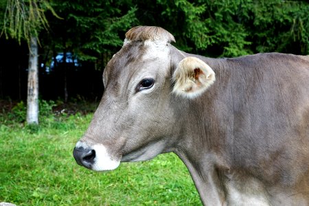 Cattle Like Mammal Fauna Dairy Cow Grass photo