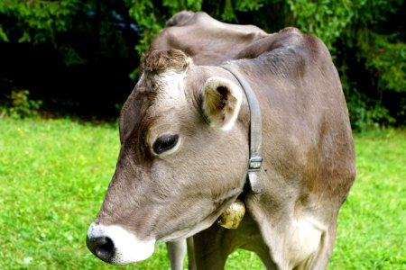 Cattle Like Mammal Fauna Dairy Cow Pasture photo