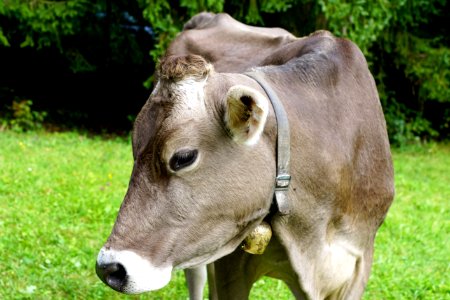 Cattle Like Mammal Fauna Dairy Cow Pasture