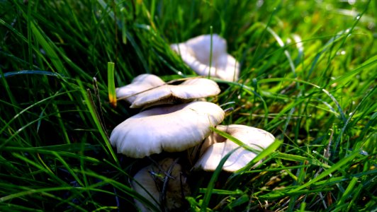Mushroom Grass Oyster Mushroom Fungus photo