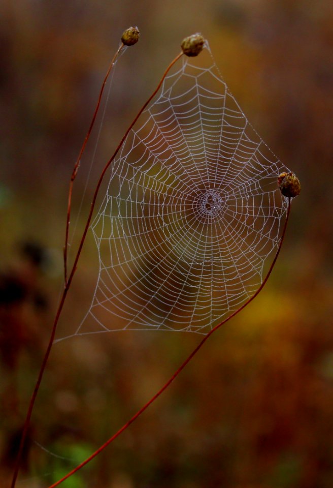 Spider Web Macro Photography Close Up Invertebrate
