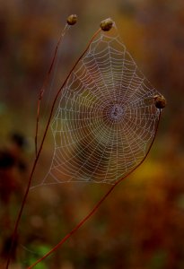 Spider Web Macro Photography Close Up Invertebrate