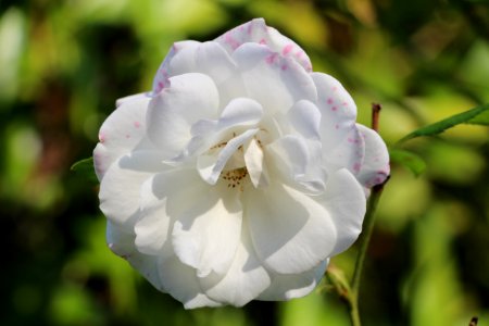 Flower White Rose Family Plant photo