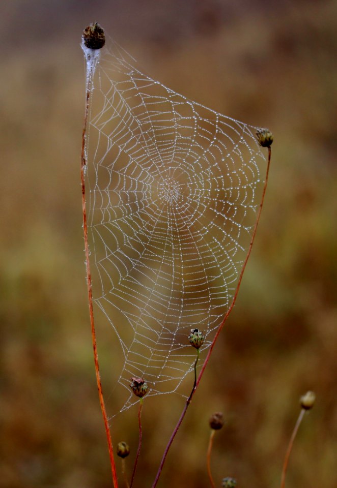 Spider Web Water Close Up Moisture