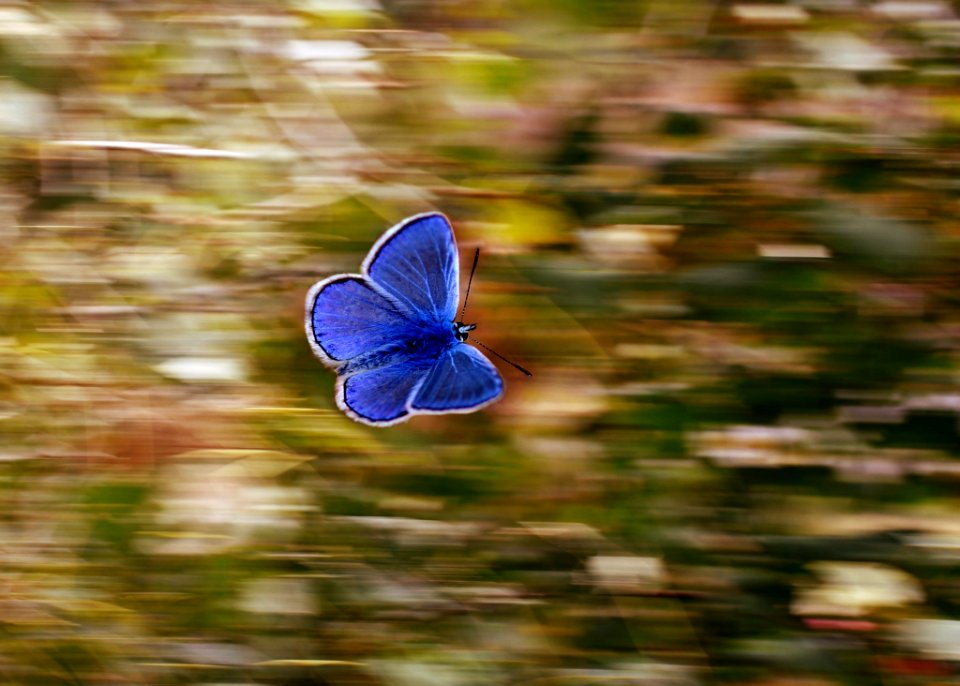 Butterfly Blue Moths And Butterflies Lycaenid