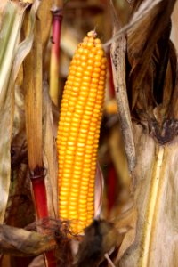 Sweet Corn Corn On The Cob Maize Commodity