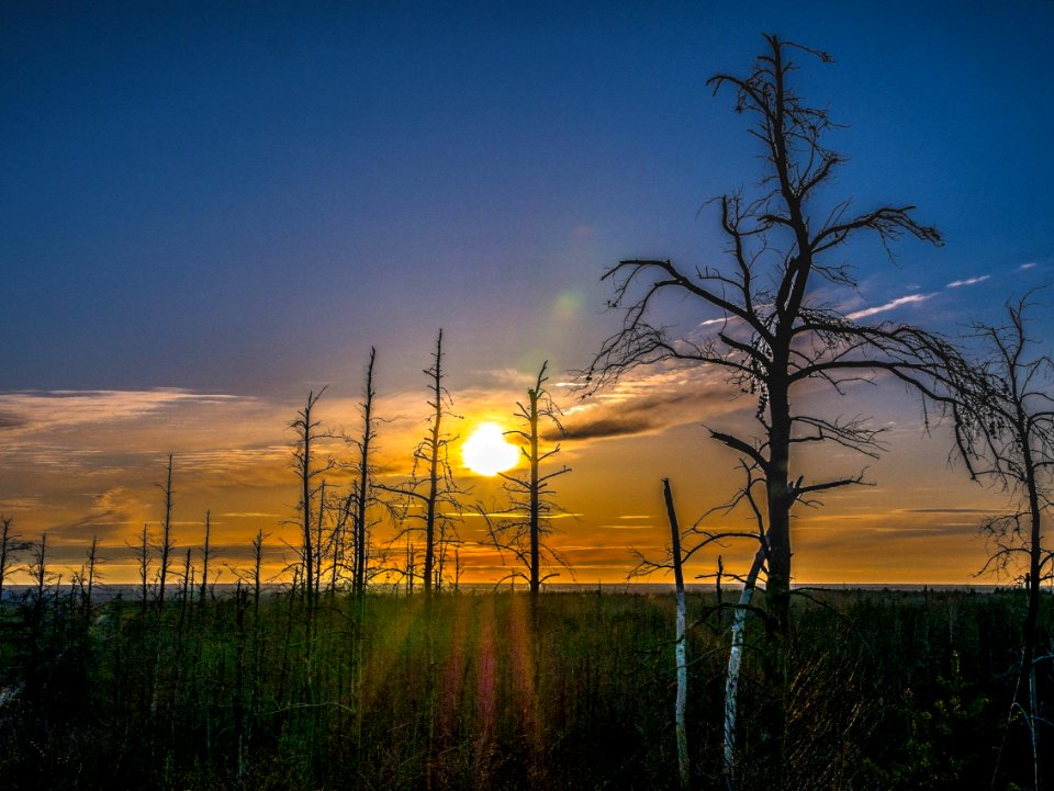 Sky Ecosystem Tree Dawn