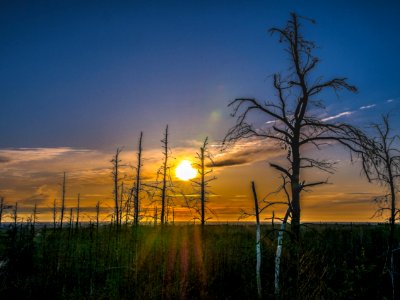 Sky Ecosystem Tree Dawn photo