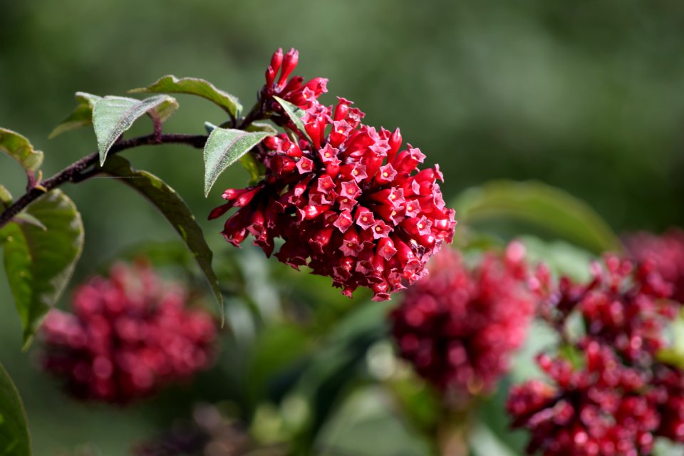 Plant Flower Flora Viburnum